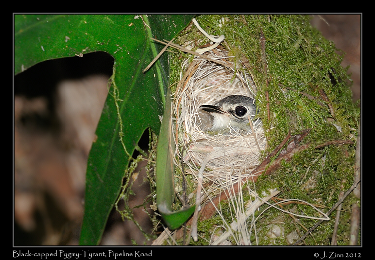 black_capped_pygmy_tyrant_8974a