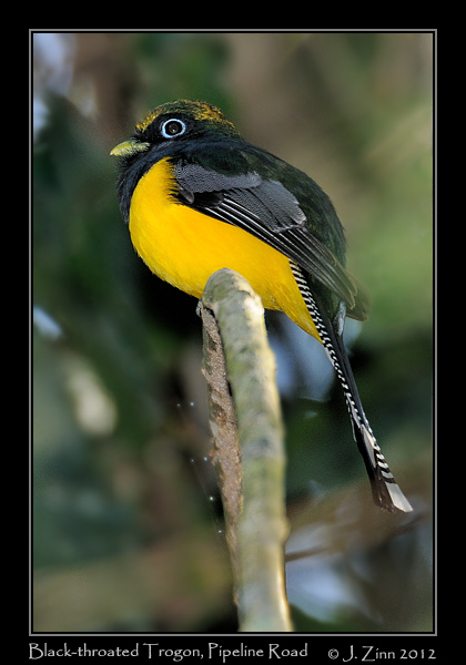black_throated_trogon_8844a