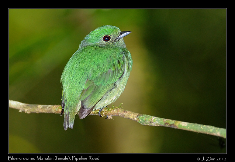 blue_crowned_manakin_8994a