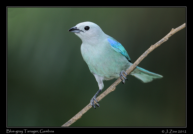 blue_gray_tanager_8926a