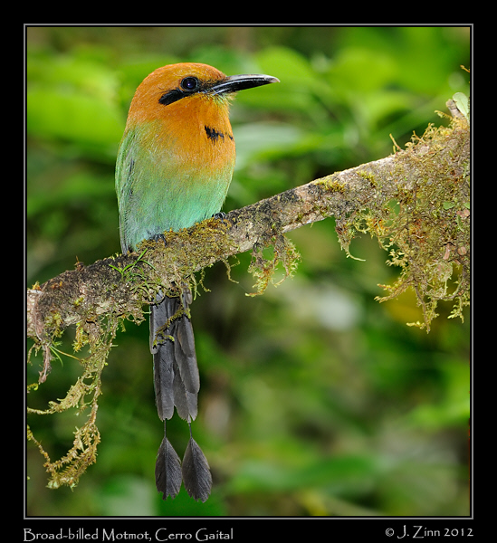 broad_billed_motmot_9377b