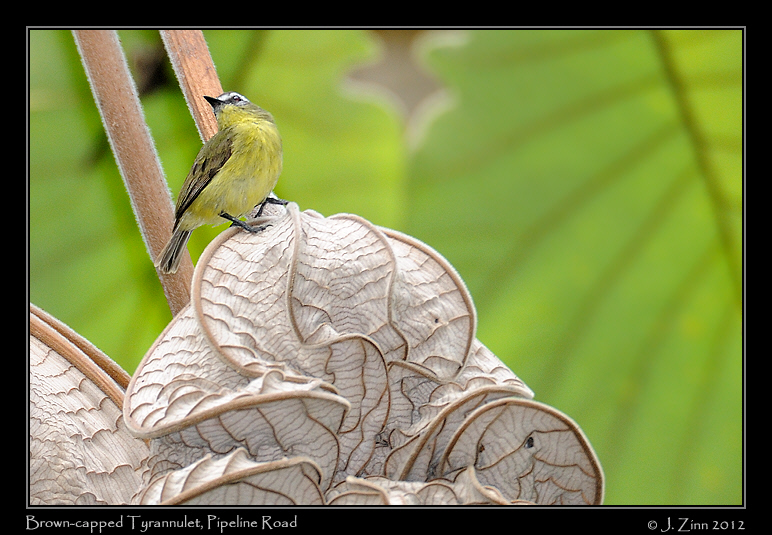 brown_capped_tyrannulet_8892b