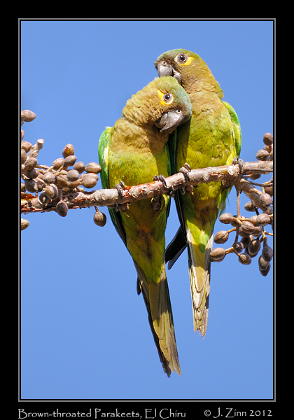 brown_throated_parakeets_9731a