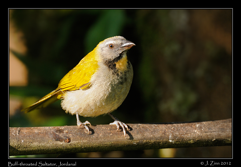 buff_throated_saltator_9923a