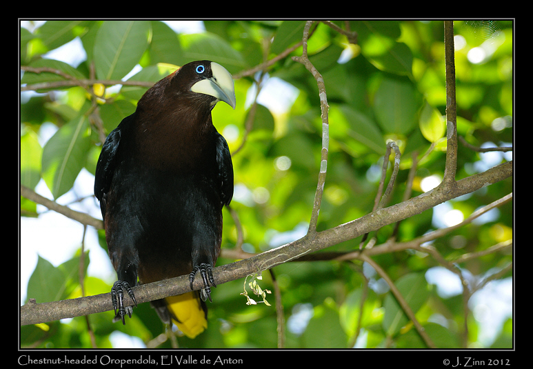 chestnut_headed_oropendola_9832a