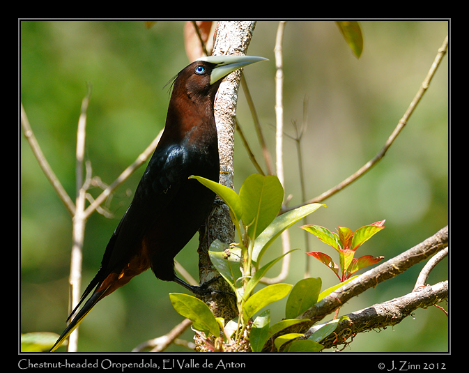 chestnut_headed_oropendola_9851a