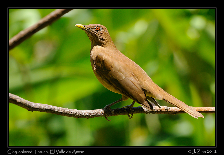 clay_colored_thrush_9315a