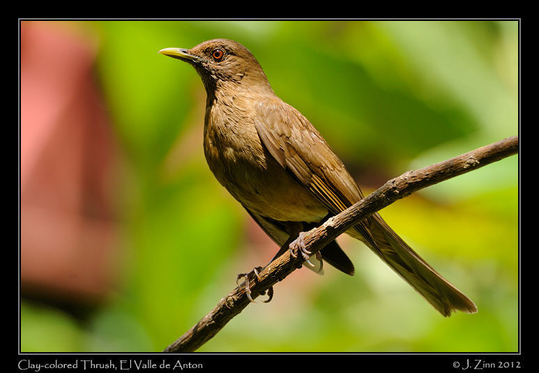 clay_colored_thrush_9329a
