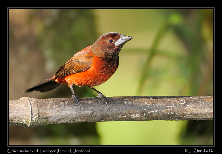 crimson_backed_tanager_9920a
