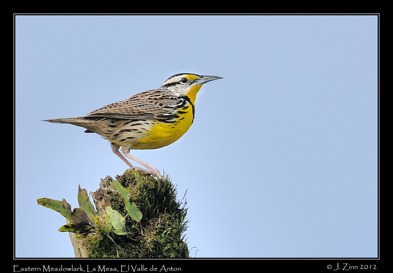 eastern_meadowlark_9998a