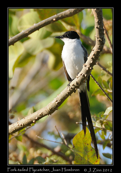 fork_tailed_flycatcher_9403a