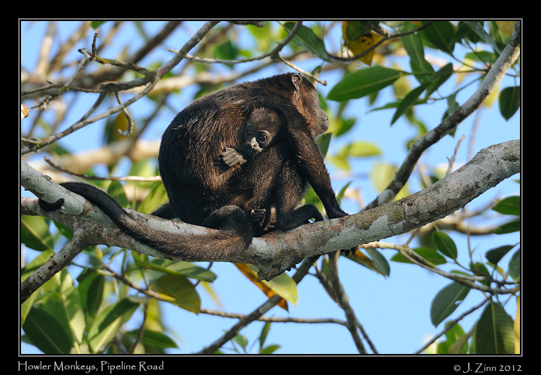 howler_monkey_8822a