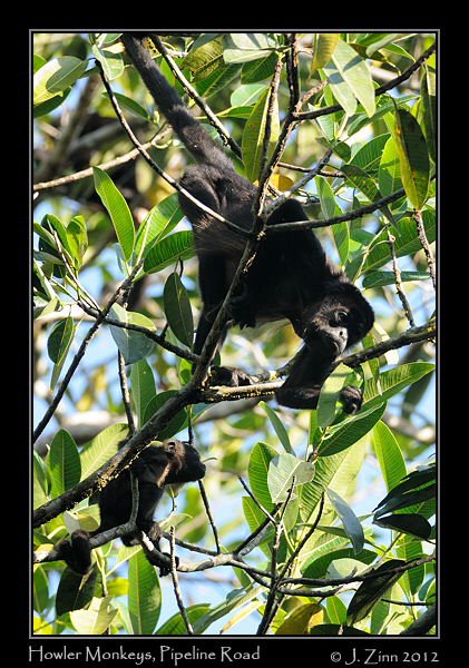 howler_monkey_8840a