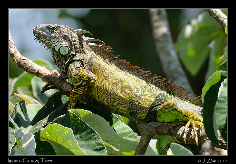 iguana_9035a