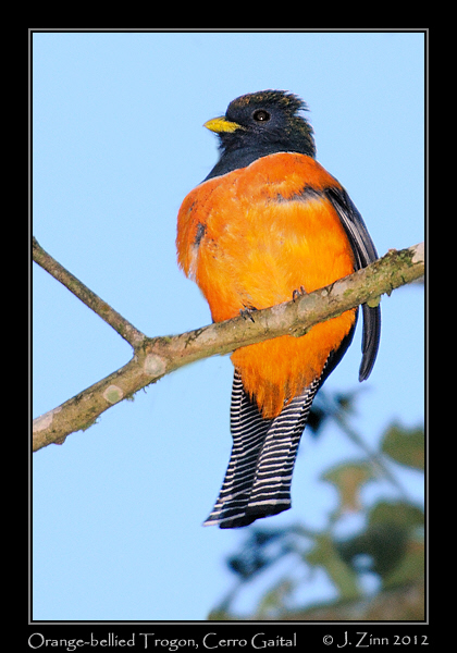 orange_bellied_trogon_9390b