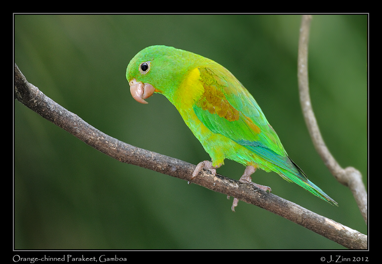 orange_chinned_parakeet_8916a