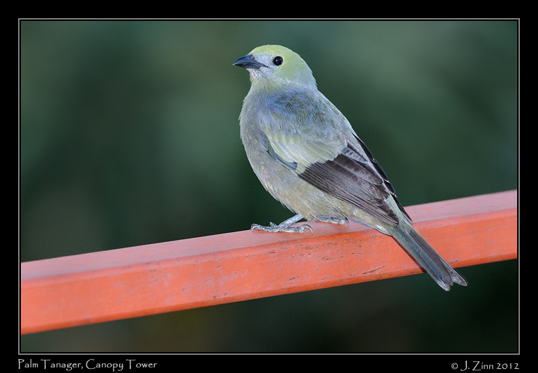 palm_tanager_8816a