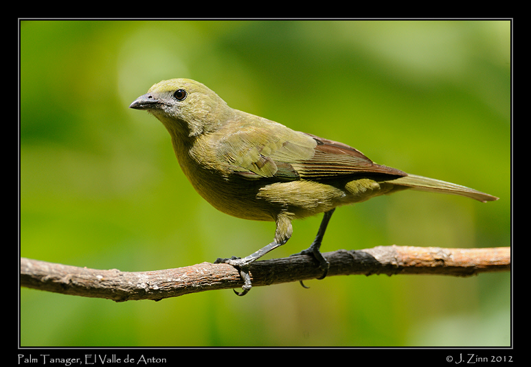 palm_tanager_9319a
