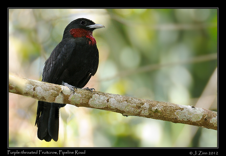 purple_throated_fruitcrow_8873b