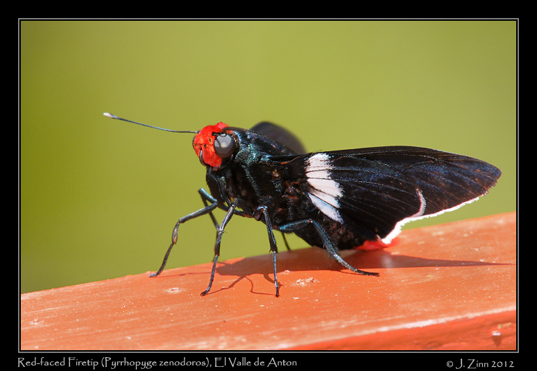 red_faced_firetip_9820a