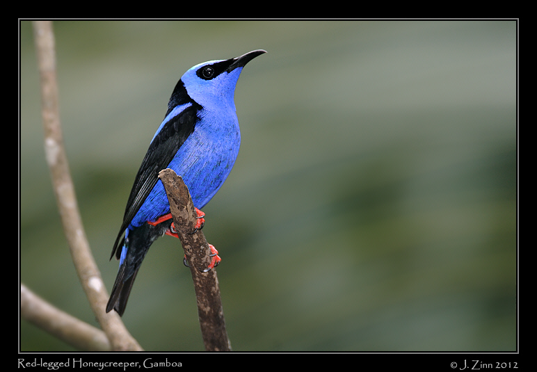 red_legged_honeycreeper_8947a