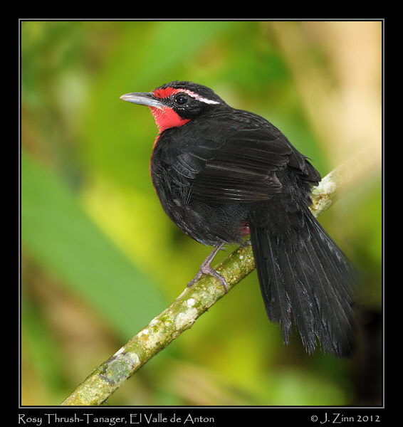 rosy_thrush_tanager_9912a