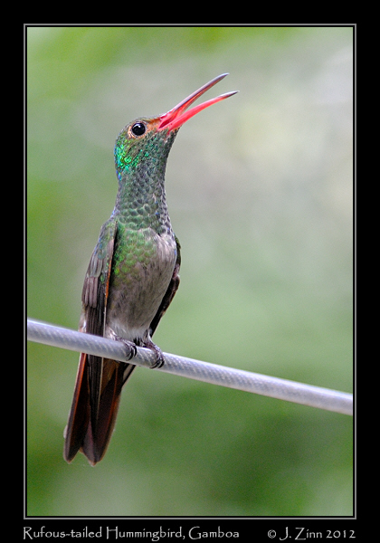 rufous_tailed_hummingbird_4984a