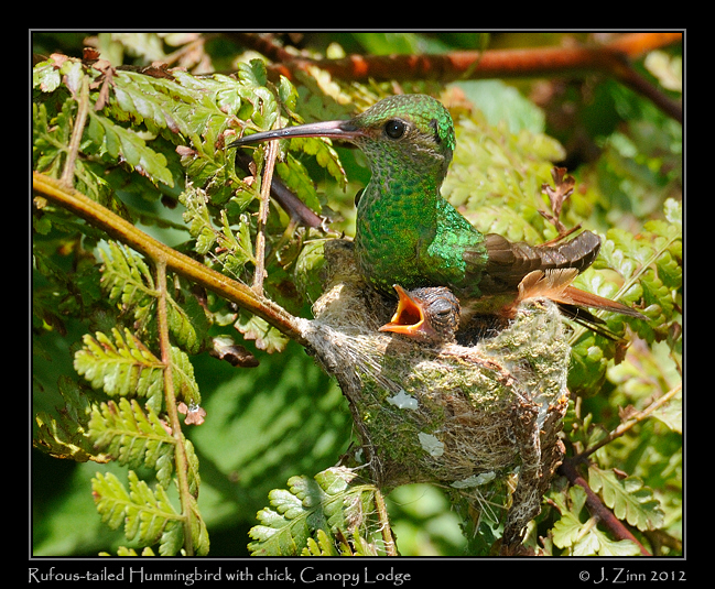rufous_tailed_hummingbird_9293b