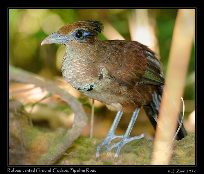 rufous_vented_ground_cuckoo_9140c