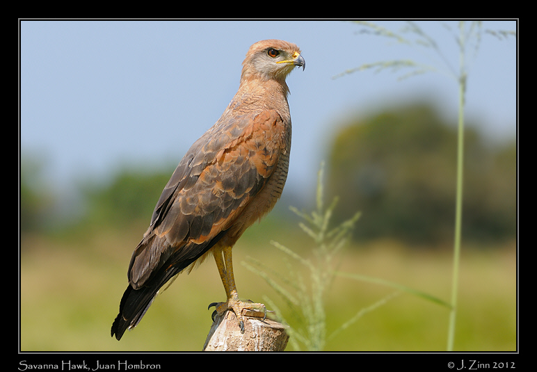 savanna_hawk_9519a