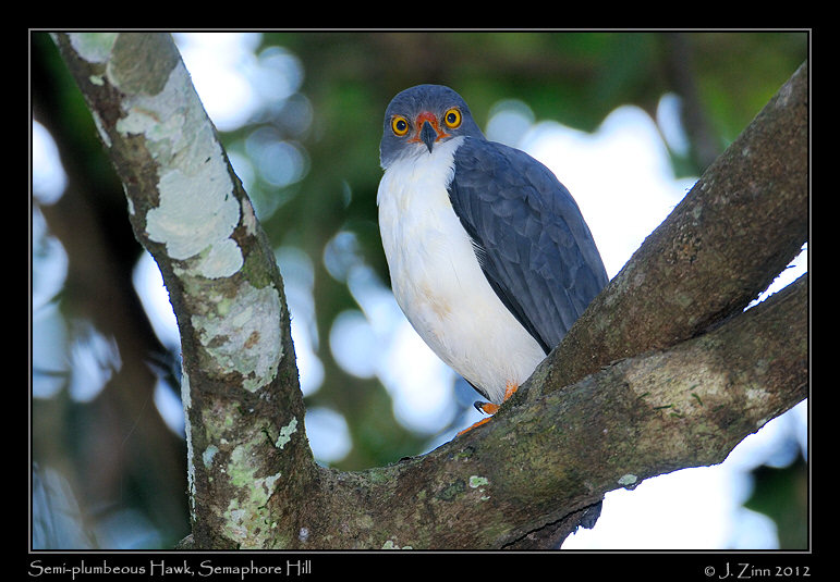 semiplumbeous_hawk_8800a