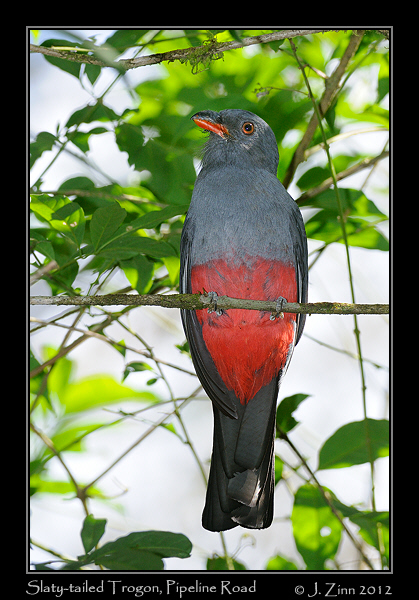slaty_tailed_trogon_8879a
