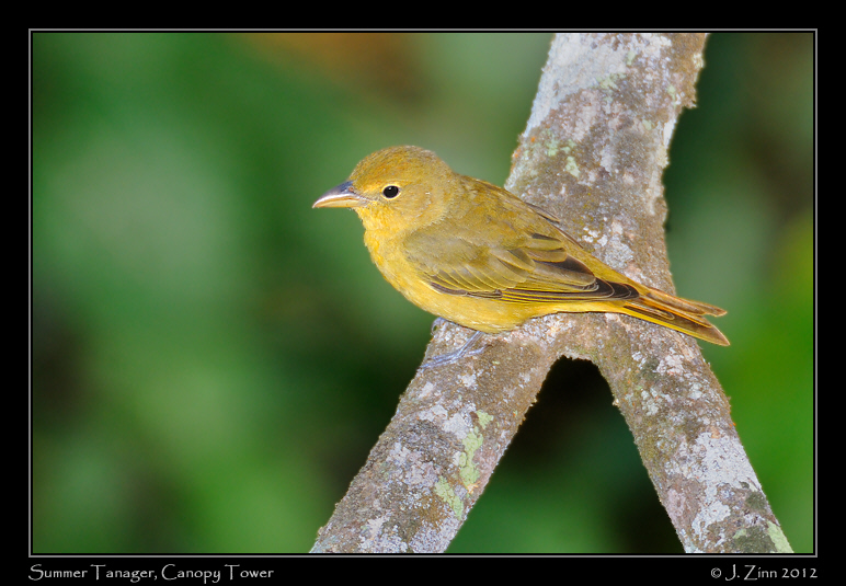 summer_tanager_9229a