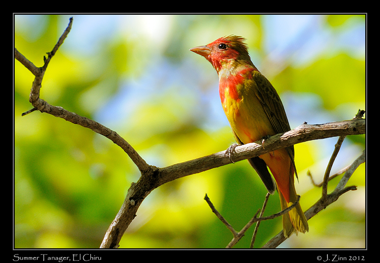summer_tanager_9615b
