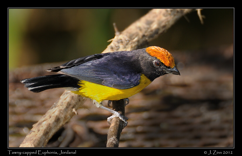 tawny_capped_euphonia_9945a