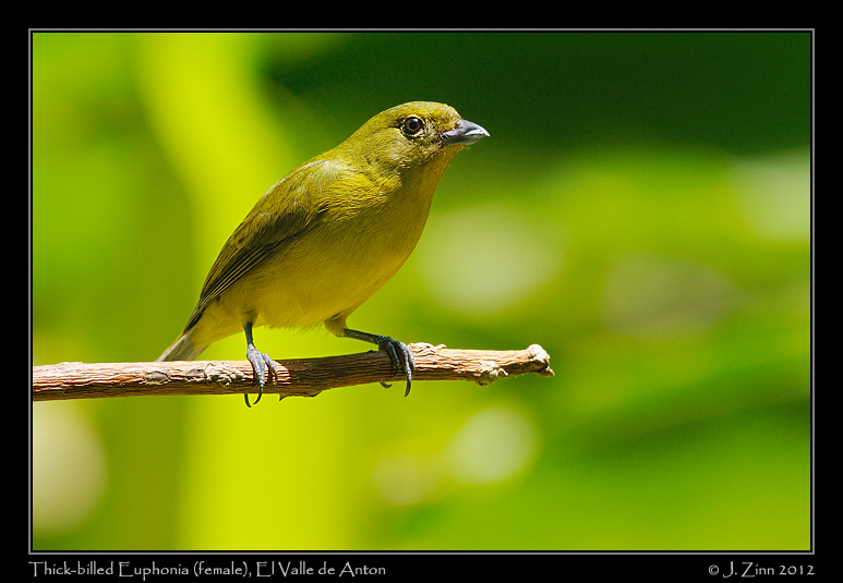 thick_billed_euphonia_9313a