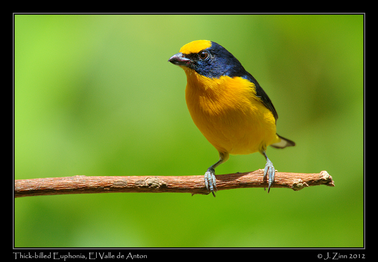 thick_billed_euphonia_9343a