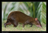  Agouti, Gamboa, Panama � Janet Zinn 2012
