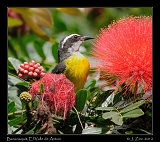  Bananaquit, El Valle de Anton, Panama � Janet Zinn 2012