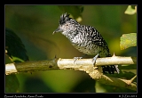  Barred Antshrike, Ammo Ponds, Panama � Janet Zinn 2012