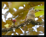  Barred Puffbird, Rio Indio, Panama � Janet Zinn 2012