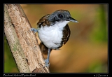  Bicolored Antbird, Pipeline Road, Panama � Janet Zinn 2012