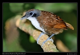  Bicolored Antbird, Pipeline Road, Panama � Janet Zinn 2012