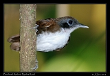  Bicolored Antbird, Pipeline Road, Panama � Janet Zinn 2012