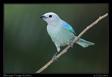  Blue-gray Tanager, Gamboa, Panama � Janet Zinn 2012