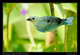  Blue-gray Tanager, Panama � Janet Zinn 2012