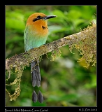  Broad-billed Motmot, Cerro Gaital, Panama � Janet Zinn 2012