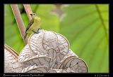  Brown-capped Tyrannulet, Pipeline Road, Panama � Janet Zinn 2012