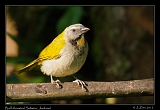  Buff-throated Saltator, Jordanal, Panama � Janet Zinn 2012