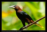  Chestnut-headed Oropendola, El Valle de Anton, Panama � Janet Zinn 2012